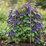 Edelstahl Pflanzenstütze Staudenstütze halbrund - Ø 38 cm - 100 cm hoch aus 4mm Edelstahl Draht - Für den Garten - Metall - Buschstütze - Staudenstütze - Pflanzbogen Staudenhalter Rankhilfe Pflanzenring
