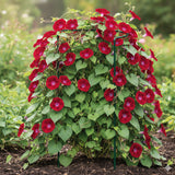 Pflanzenstütze Staudenstütze halbrund Grau - Ø 38 cm - 70 cm hoch aus 4mm kunststoffummantelten Draht - Für den Garten - Metall - Buschstütze - Staudenstütze - Pflanzbogen Staudenhalter Rankhilfe Pflanzenring
